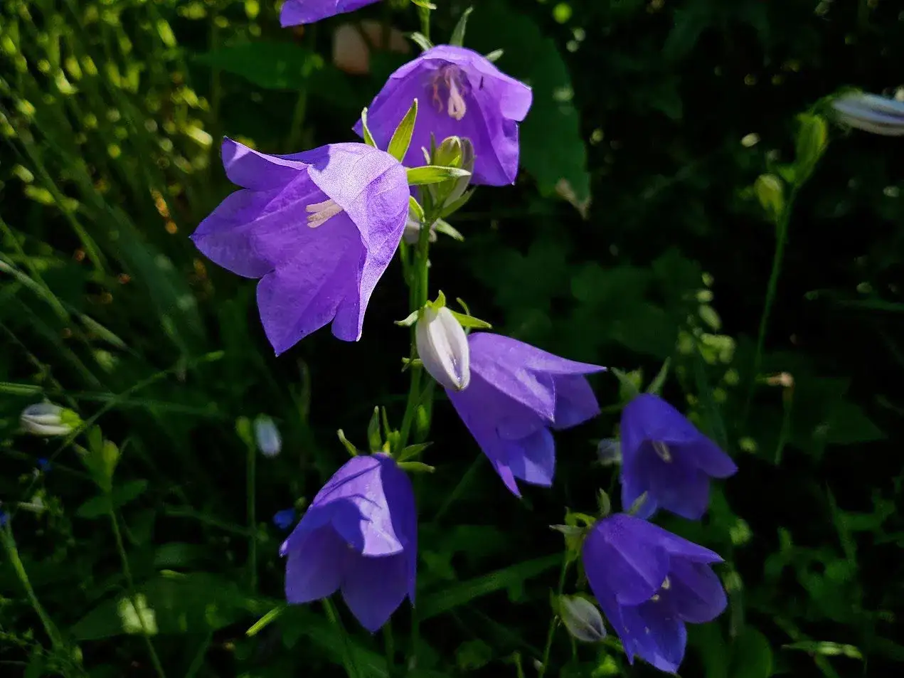 En grupp lila blommor som liknar bl&aring;klockor h&auml;nger i solen.