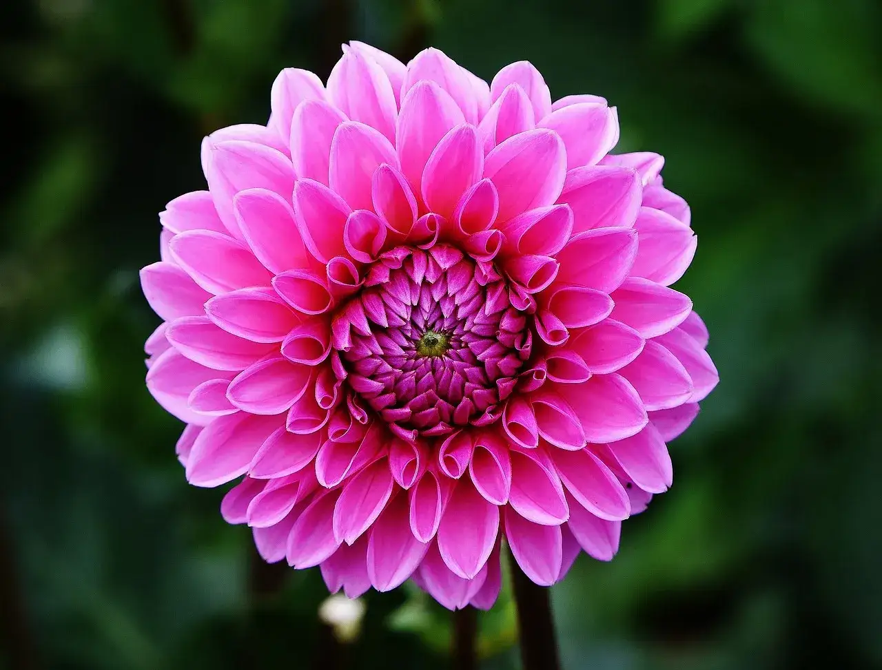 En vacker, rosa dahlia med t&auml;tt packade kronblad som bildar ett perfekt m&ouml;nster. Blommor p&aring; p.