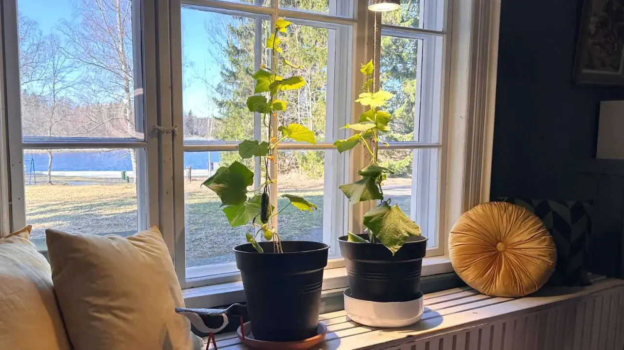 Tv&aring; gurkplantor kl&auml;ttrar upp&aring;t i krukor vid ett f&ouml;nster. En liten gurka syns p&aring; den ena plantan. Det &auml;r ett fint s&auml;tt att odla gurka inomhus.