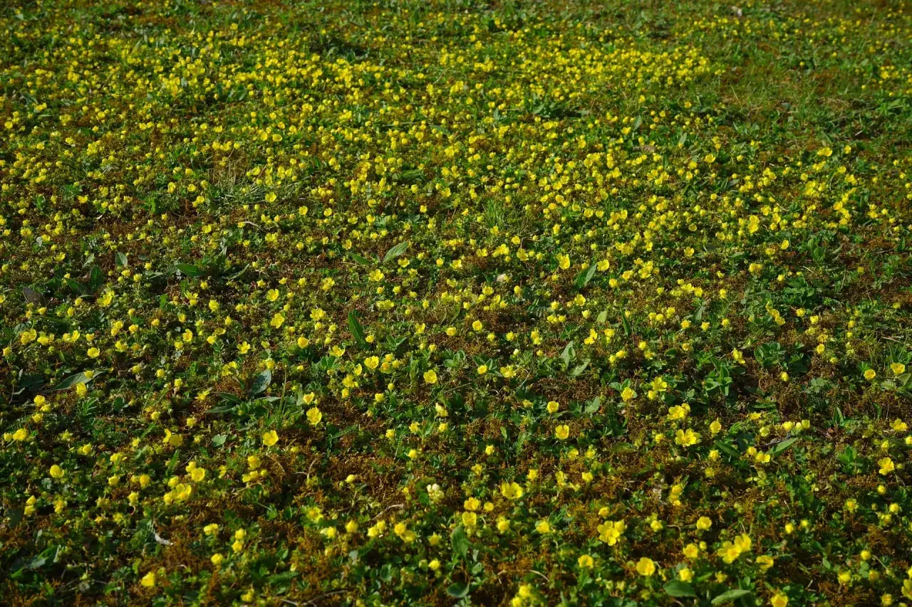 Ett f&auml;lt t&auml;ckt av sm&aring; gula blommor, troligen waldsteinia vit. Gr&ouml;nskan och de sm&aring; blommorna skapar en levande matta.