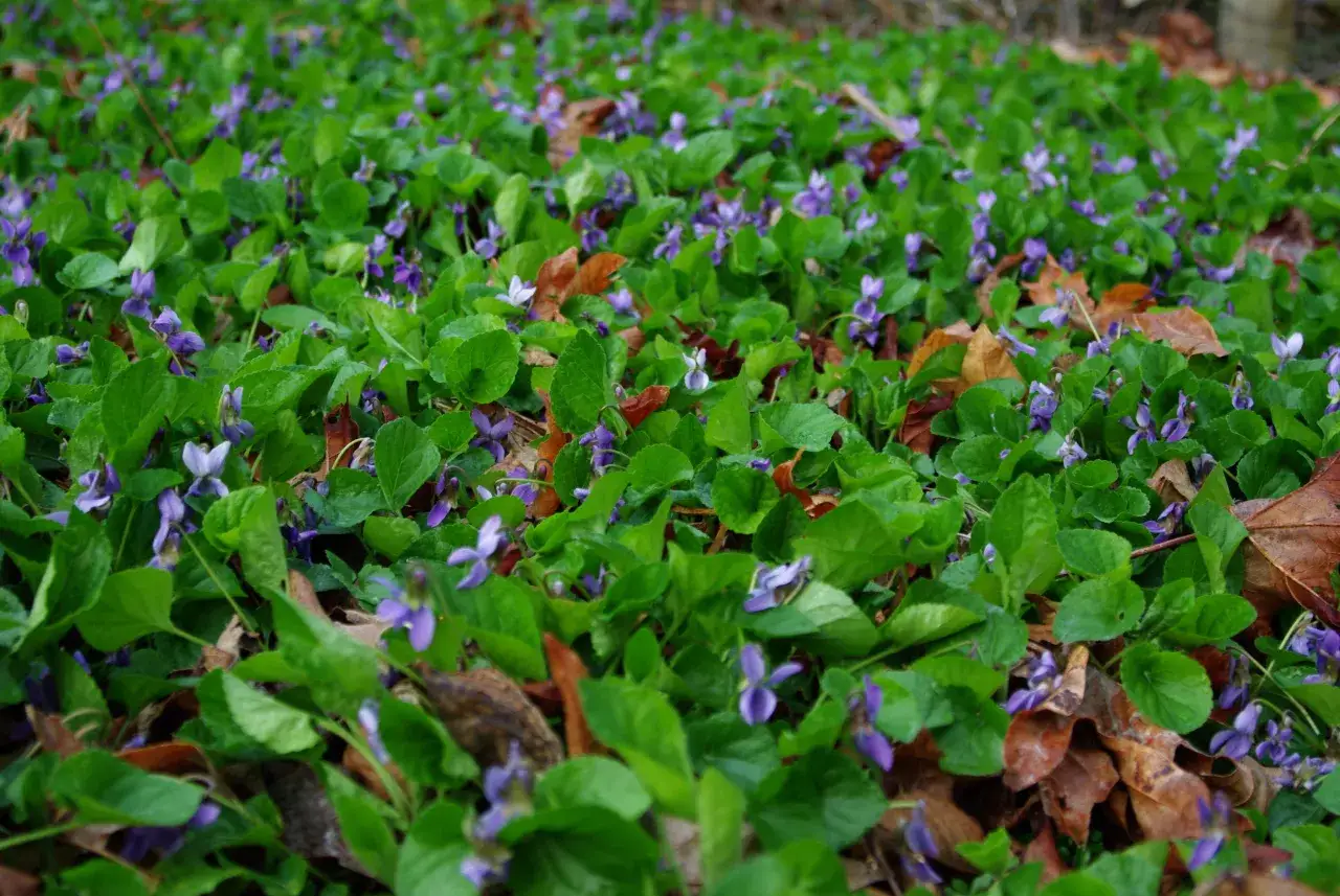 En matta av violer, viola odorata, blommar bland gröna blad och höstlöv.