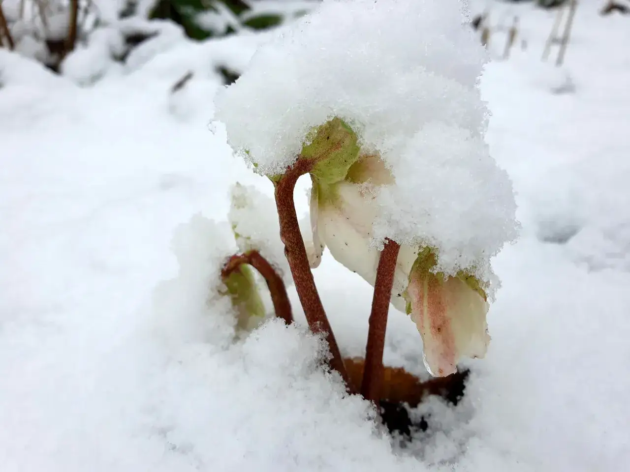 En julros perenn k&auml;mpar sig upp genom sn&ouml;n, en envis sk&ouml;nhet i vinterlandskapet.