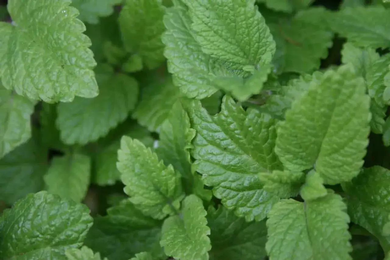 N&auml;rbild p&aring; gr&ouml;na, tandade blad av citronmeliss perenn. Doften p&aring;minner om citron.