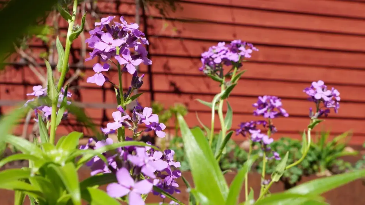 Lila svenska blommor i solljus mot en röd trävägg.