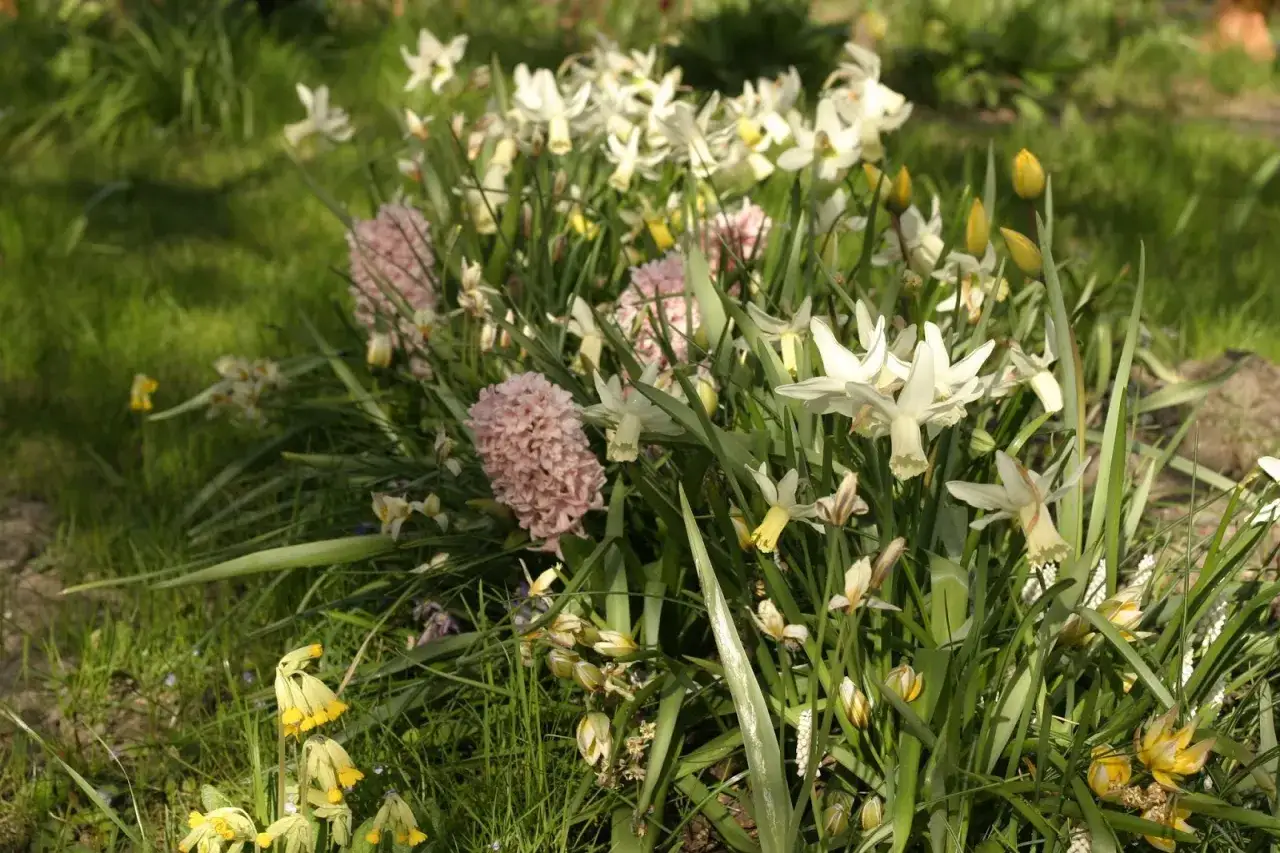 En rabatt med vita narcisser, rosa hyacinter och gula smörblommor. En vacker syn som visar hur man kan plantera hyacinter ute för att skapa färg.