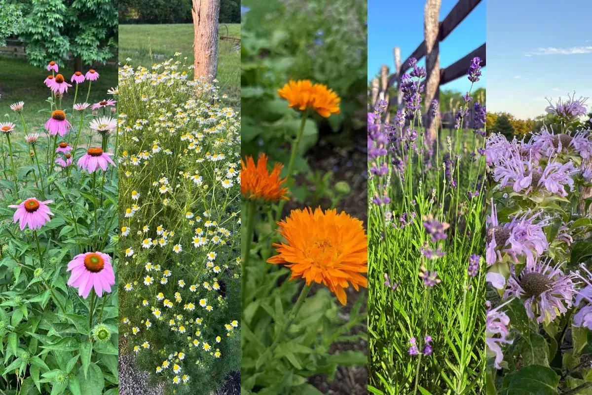 En kolla av olika blommor: rosa echinacea, kamomill, orange ringblommor, lavendel och monarda. Betonica officinalis &auml;r en av m&aring;nga vackra v&auml;xter i en sommartr&auml;dg&aring;rd.