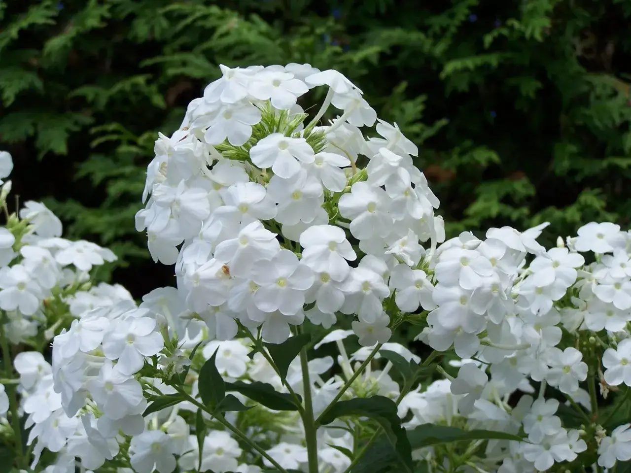 En klase av vita floxblommor som blommar i en tr&auml;dg&aring;rd, med m&ouml;rkgr&ouml;na barrtr&auml;d i bakgrunden.