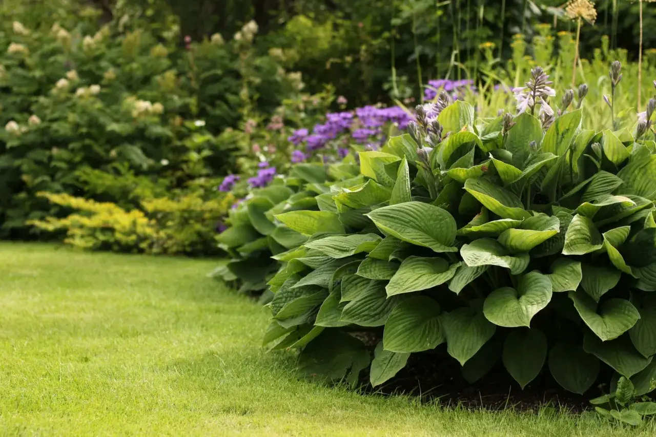 En frodig hosta 'Royal Standard' med stora gröna blad och spirande blommor, kantad av en välklippt gräsmatta och lila blommor i bakgrunden.