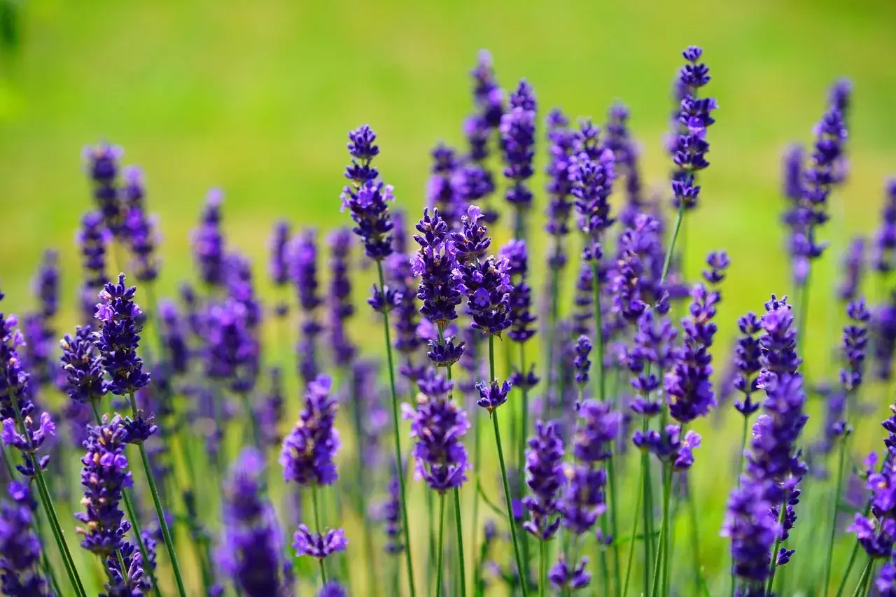 En f&auml;lt av lila lavendel perenn blommar i solen.