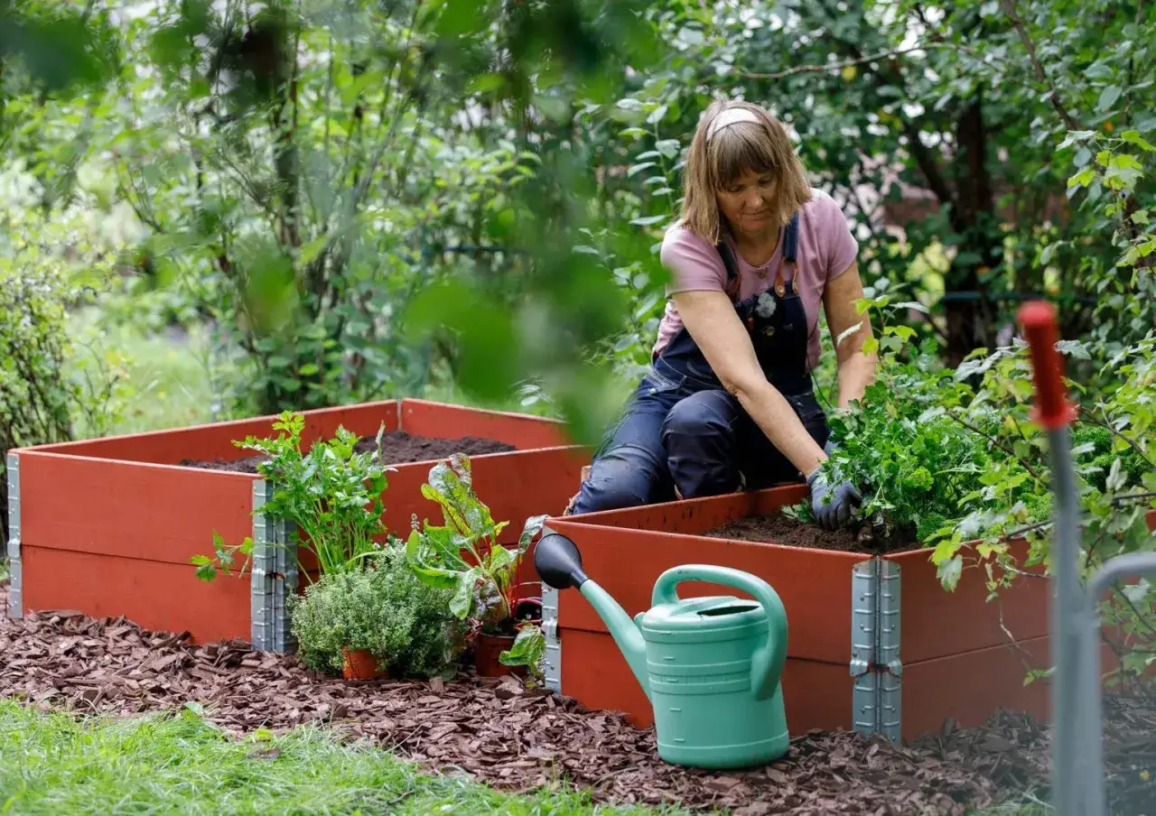 Kvinna planterar i pallkrage, redo att odla pumpa. Vattenkanna och gr&ouml;nska i bakgrunden.