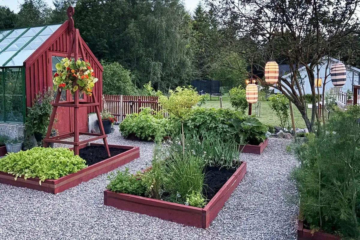 En vacker tr&auml;dg&aring;rd med upph&ouml;jda b&auml;ddar redo att plantera ut tomater. Ett r&ouml;tt v&auml;xthus och h&auml;ngande lyktor skapar en mysig atmosf&auml;r.