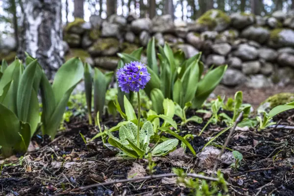 En ensam lila blomma reser sig ur jorden, omgiven av gröna blad och en stenmur. En vacker påminnelse om svenska blommor.